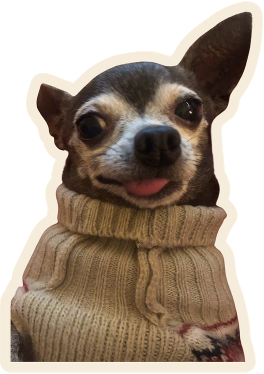 Little dog wearing a sweater